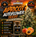 Apricot Autoflower Seeds