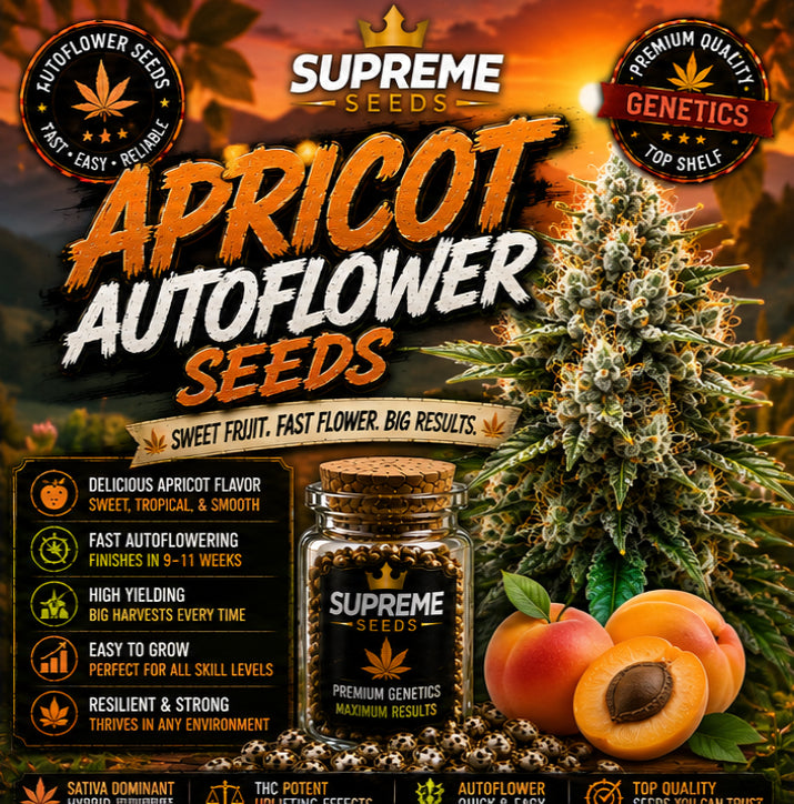 Apricot Autoflower Seeds