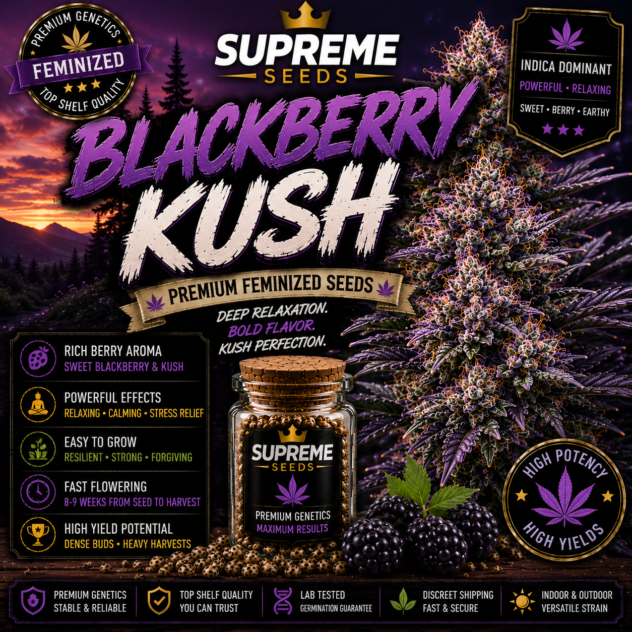 BlackBerry Autoflower Seeds