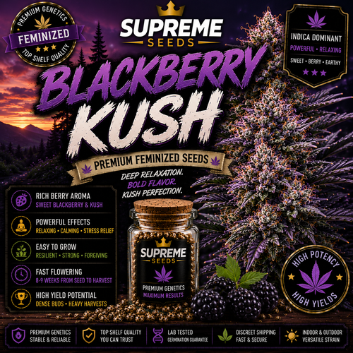 BlackBerry Autoflower Seeds
