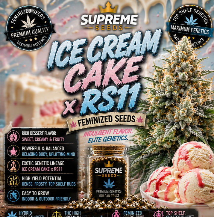 Ice Cream Cake x RS11 Feminized Seeds