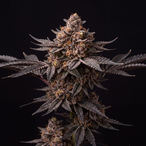 Black Cat Kush Feminized Seeds cannabis plant