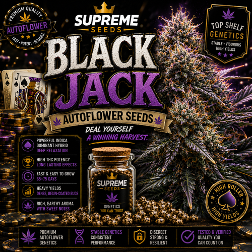 Black Jack Autoflower Seeds