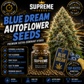 Blue Dream Autoflower Seeds