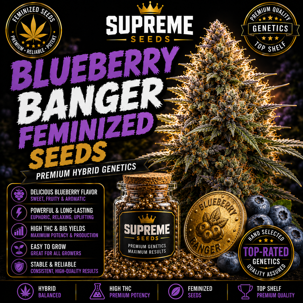 Blueberry Banger Feminized Seeds