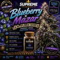 Blueberry x Mazar Autoflower Seeds