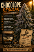 Chocolope Regular Seeds