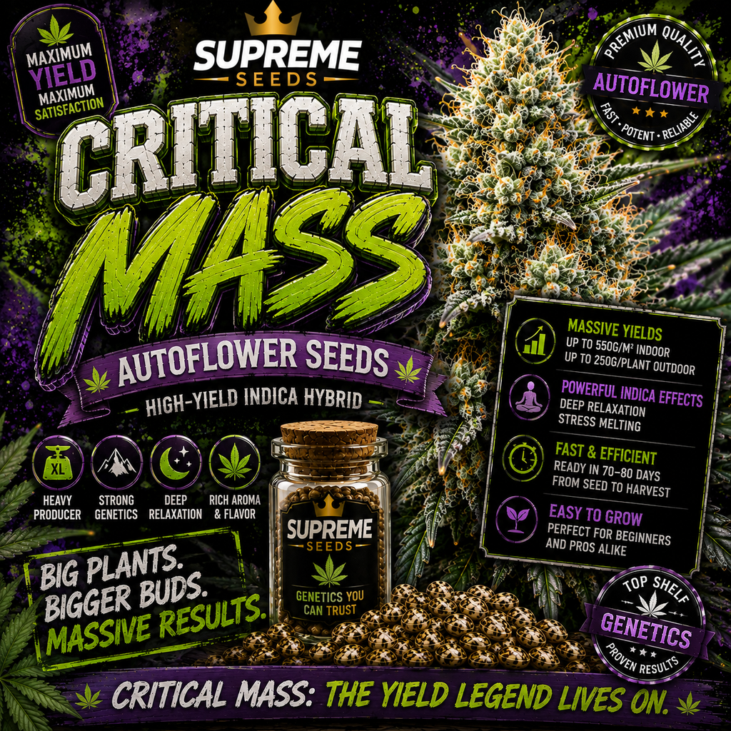 Critical Mass Autoflower Seeds