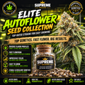 Autoflower Seed Collection