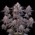 Granddaddy Purple Autoflower Seeds cannabis plant