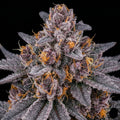 Grapericot Pie Autoflower Seeds