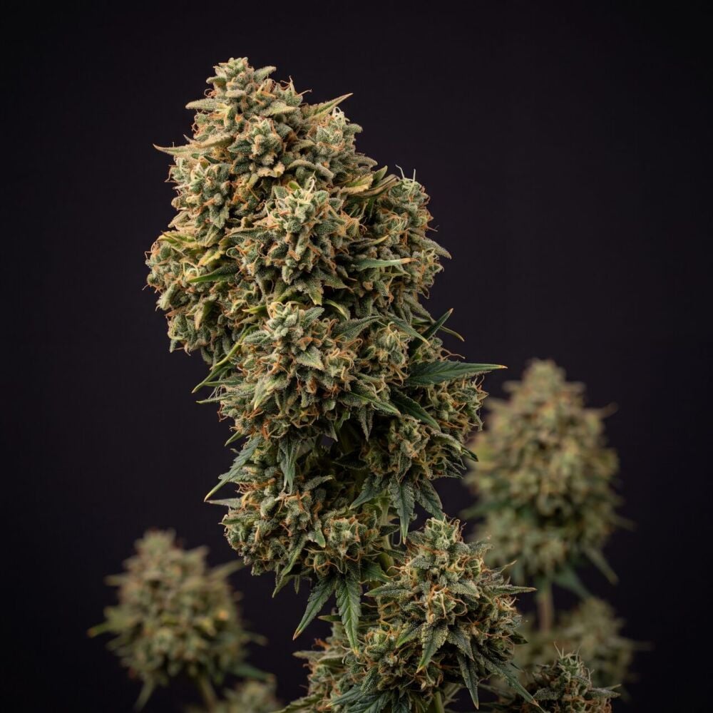 Green Crack THCa Flower | Premium Energizing Sativa-Dominant Hemp