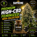 High-CBD Feminized Seed Collection