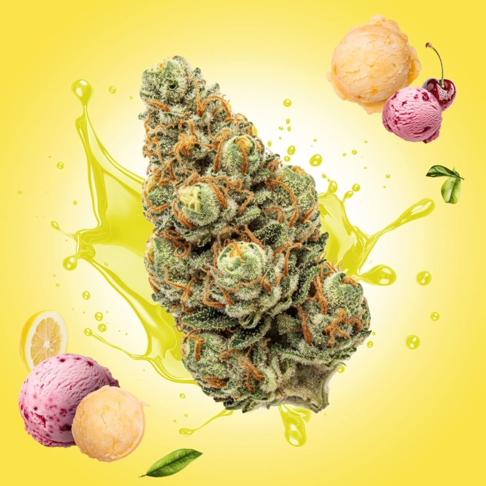 Lemon Cherry Gelato THCa Flower | Premium Hybrid Craft Hemp
