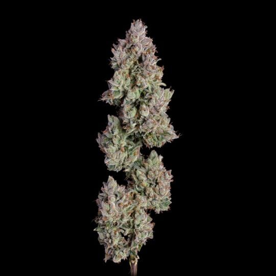 Oh My Thai Autoflower Seeds