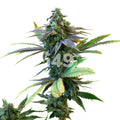 Purple Sunset Autoflower Seeds