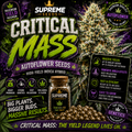 Critical Mass Autoflower Seeds