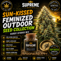 Sun-Kissed Feminized Outdoor Seed Collection